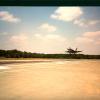Hornet8